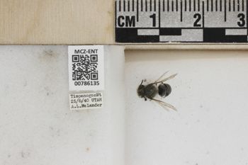 Media type: image;   Entomology 786135 Aspect: Labels